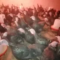 بوقلمون نر برنز اصل|حیوانات مزرعه|سقز, |دیوار