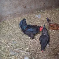 خروس سیاه و محلی