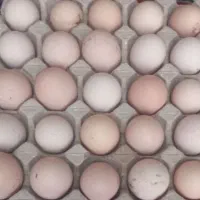 تخم مرغ نطفه دار تازه روزانه جمع اوردی میشه