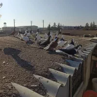 جوجه رنگه پرشی|پرنده|مشهد, شهرک صنعتی توس|دیوار