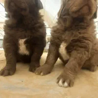 واگذاری ی جفت توله سرخ|سگ|دهاقان, |دیوار