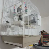 عروس هلندی