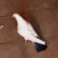 دم سیاه