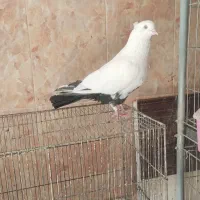 نر دم سیاه|پرنده|صدرا-فارس, فاز ۲|دیوار