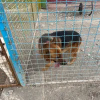 ژرمن شپرد.سگ نگهبان.سگ