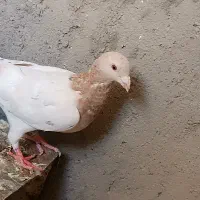 کفتر سرور ماده