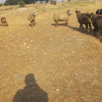 قوچ|حیوانات مزرعه|شیراز, بریجستون|دیوار
