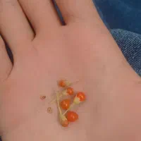 گوجی بری وحشی