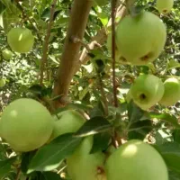 باغچه ی در جابان با بنا نیمه ساز