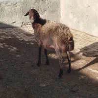 میش|حیوانات مزرعه|بوئین زهرا, |دیوار