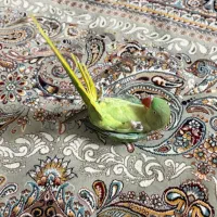 شاه طوطی فوق العاده