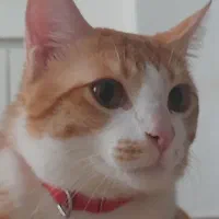 واکذاریه گربه همراه با وسایل