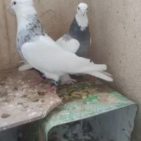 کفتر طوقی|پرنده|صدرا-فارس, فاز ۱|دیوار