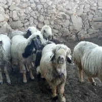 میش ورندیل داشت