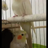 فروش عروس هلندی نر و ماده