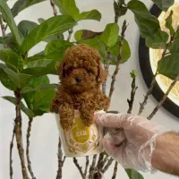 توله پودل توی لوازم دارد.وارداتی از روس.فنجونی