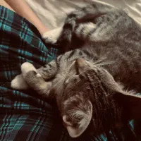 واگذاری گربه dsh|گربه|قائم‌شهر, |دیوار