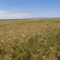 آبی جو