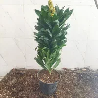 گل و گیاه کامپکت آشکوبه ایی