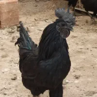 خروس