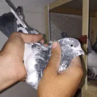 کاشانی پرشی|پرنده|مسجد سلیمان, |دیوار