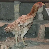 مرغ لاری دانگ بالا و جا دار یک ساله یه تیغ|حیوانات مزرعه|سرپل ذهاب, |دیوار