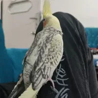 عروس هلندی|پرنده|پاکدشت, خاتون آباد|دیوار