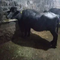 گاومیش|حیوانات مزرعه|ترکمانچای, |دیوار