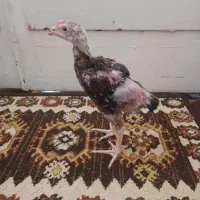 جوجه لاری سه ماه
