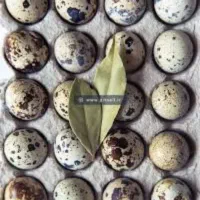 تخم بلدرچین تمام ارگانیک درجه یک