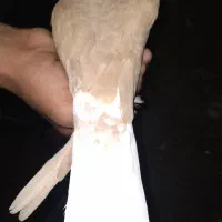 دم پاک|پرنده|گتوند, |دیوار