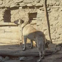 سگ گمشده|حیوانات|زنجان, |دیوار