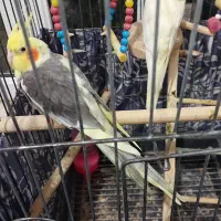 عروس هلندی|پرنده|بندر انزلی, چهارفریضه|دیوار