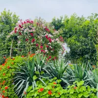 فروش-زمین-رو-به-جنگل-در-کرداباد