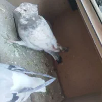 سه عدد کفتر پرشی|پرنده|شیروان (خراسان), |دیوار