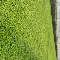 نشا گوجه فرنگی