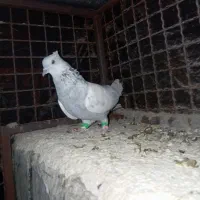 کفتر یا کبوتر