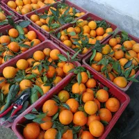 پرتقال تامسون ناول درجه ۱