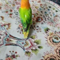 طوطی برزیلی نر|پرنده|ری, دولت‌آباد|دیوار