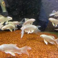 کوی پلاتینیوم سوپر باله ۱۴سانت