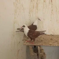 مخمل سرخ|پرنده|مهر, |دیوار