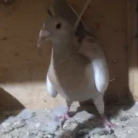 ماده خطی لیمویی