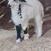 بره ماده