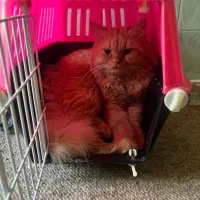 واگذاری گربه پرشین