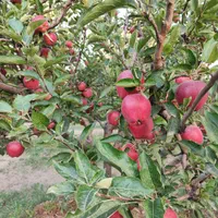 فروش باغ میوه 1050 متری در باغات روستای سیوان|فروش زمین و ملک کلنگی|مرند, |دیوار