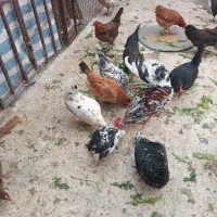 مرغ وخروس|حیوانات مزرعه|مهران (ایلام), |دیوار