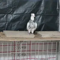 طوقی|پرنده|آبادان, |دیوار