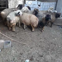 میش شهرکردی اصل|حیوانات مزرعه|مرودشت, رامجرد یک|دیوار