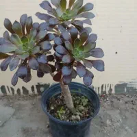 یک پایان خدمت پیدا شده است