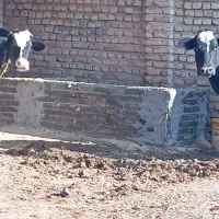 دو عدد گاو شیری و آبستن جوان